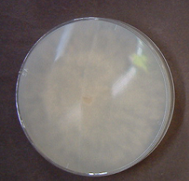 Phlebia tremellosa2(MET-0385)